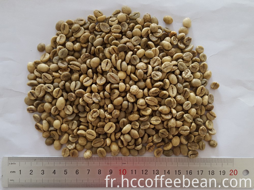 Grains de café vert de type Robusta, nouvelle récolte, lavés, polis grade AA 18